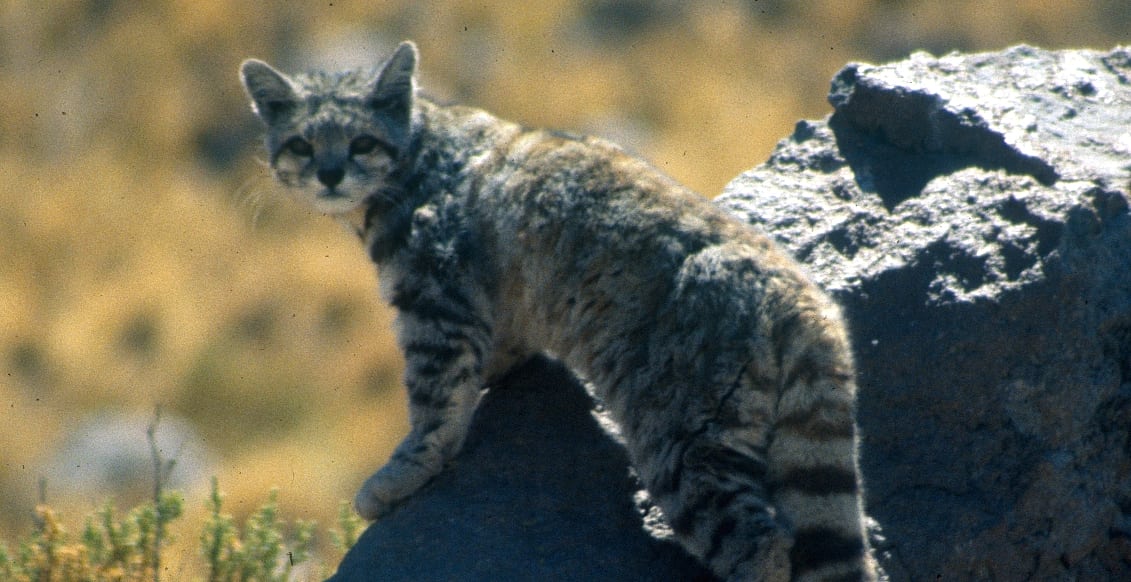 Bergkatze aus den Anden Bergkatze aus den Anden