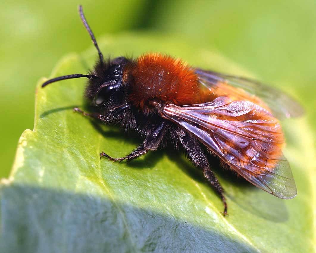 Eine von vielen Einzelkämpfern: Die Wildbiene Andrena fulva Eine von vielen Einzelkämpfern: Die Wildbiene Andrena fulva