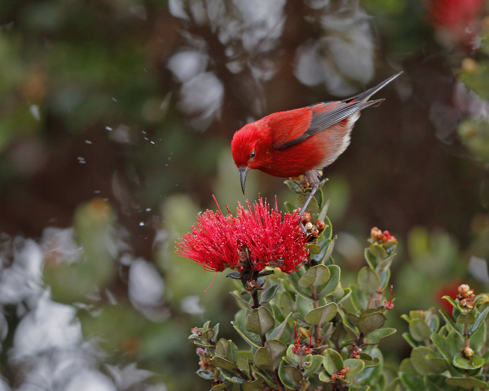 Der 'Apapane-Kleidervogel gehört zu den häufigeren Arten der hawaiianischen Wäldern Der 'Apapane-Kleidervogel gehört zu den häufigeren Arten der hawaiianischen Wäldern