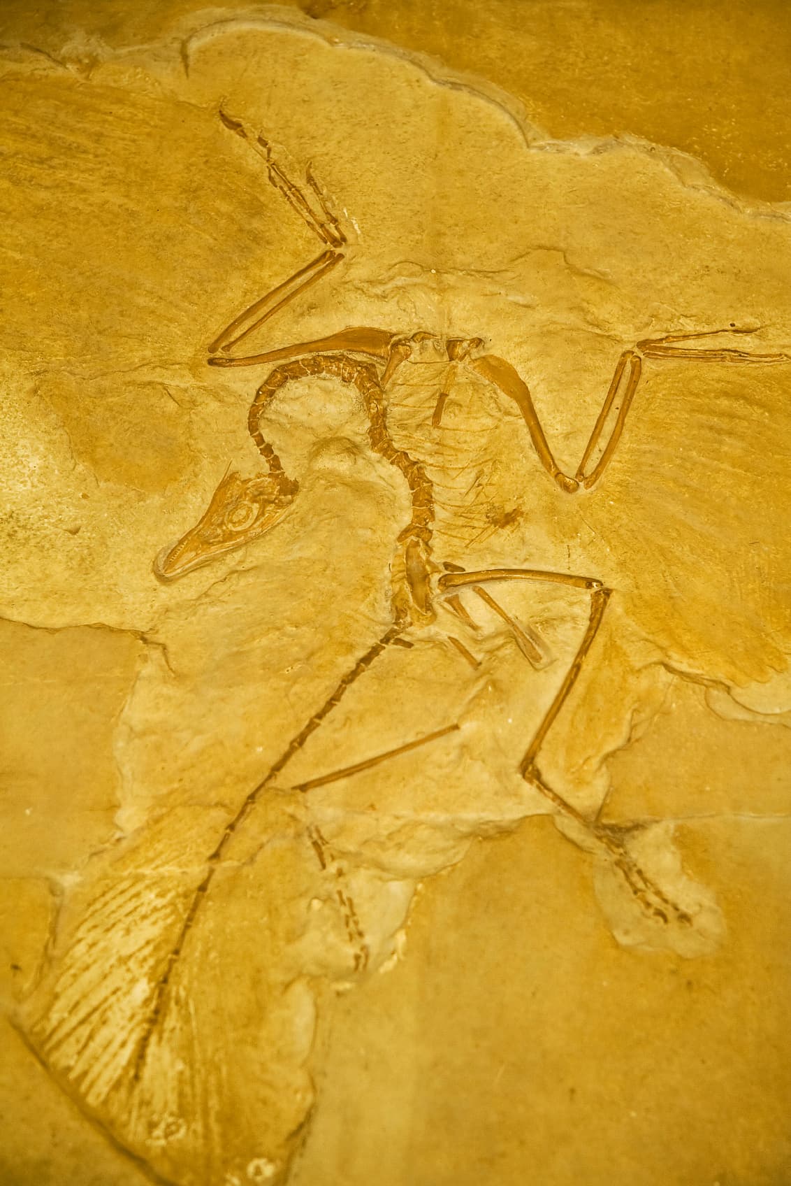 Fossilien Archaeopteryx' UrvogelThron wackelt Spektrum der Wissenschaft