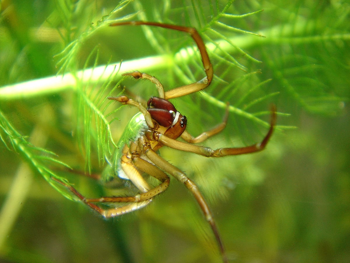 Wasserspinne – Restrisiko beim Baden Wasserspinne – Restrisiko beim Baden