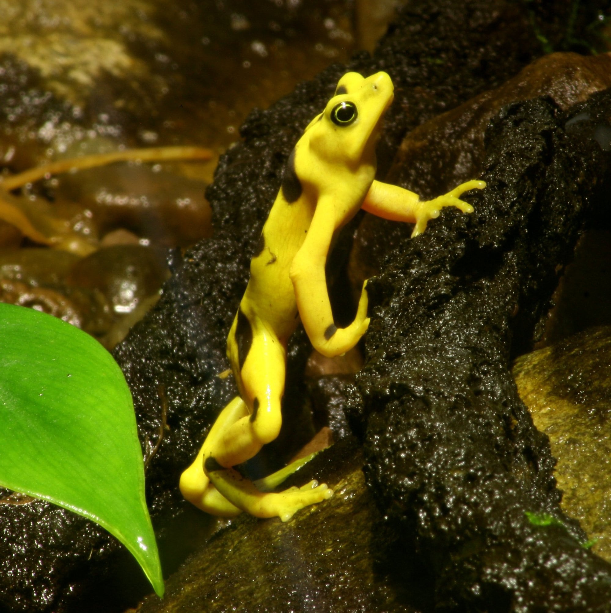 Panama-Stummelfußfrosch Panama-Stummelfußfrosch