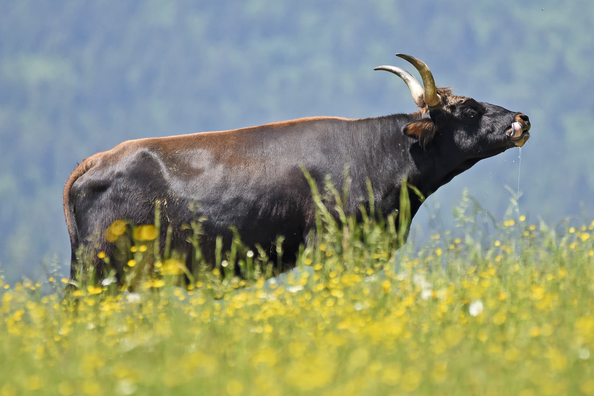 Ein Tauros-Rind auf der Weide Ein Tauros-Rind auf der Weide