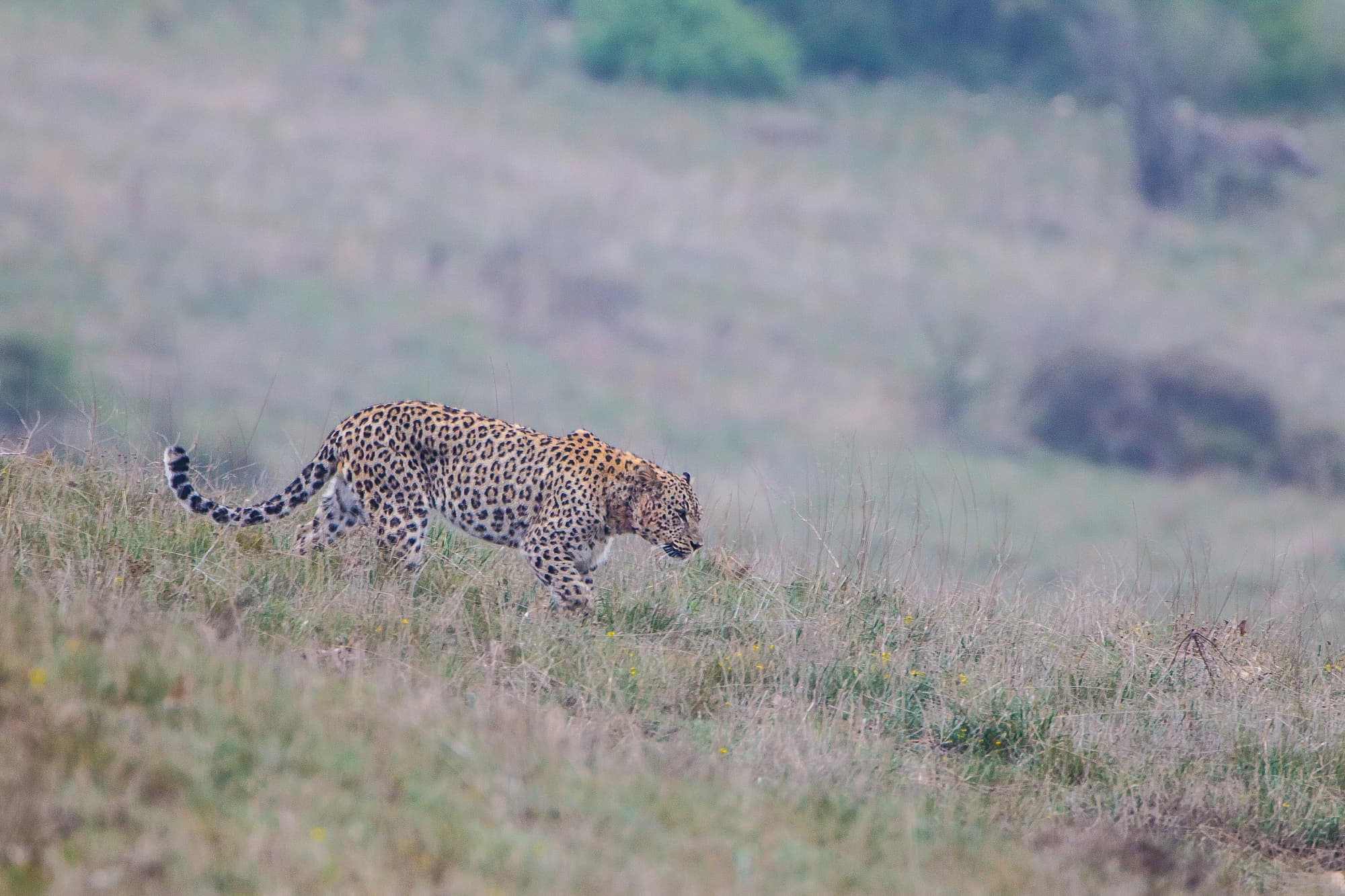 Ein männlicher Persischer Leopard patrouilliert in seinem Revier im iranischen Golestan-Nationalpark. Ein männlicher Persischer Leopard patrouilliert in seinem Revier im iranischen Golestan-Nationalpark.