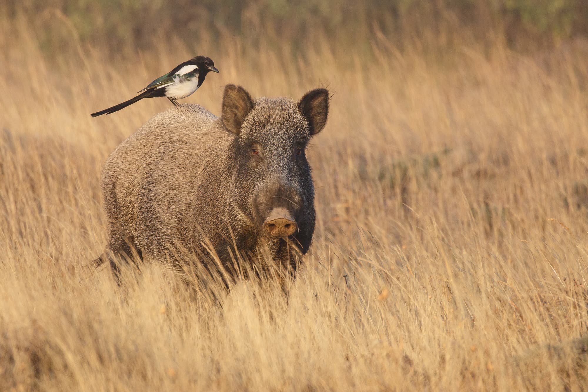 Wildschweine (Sus scrofa) Wildschweine (Sus scrofa)
