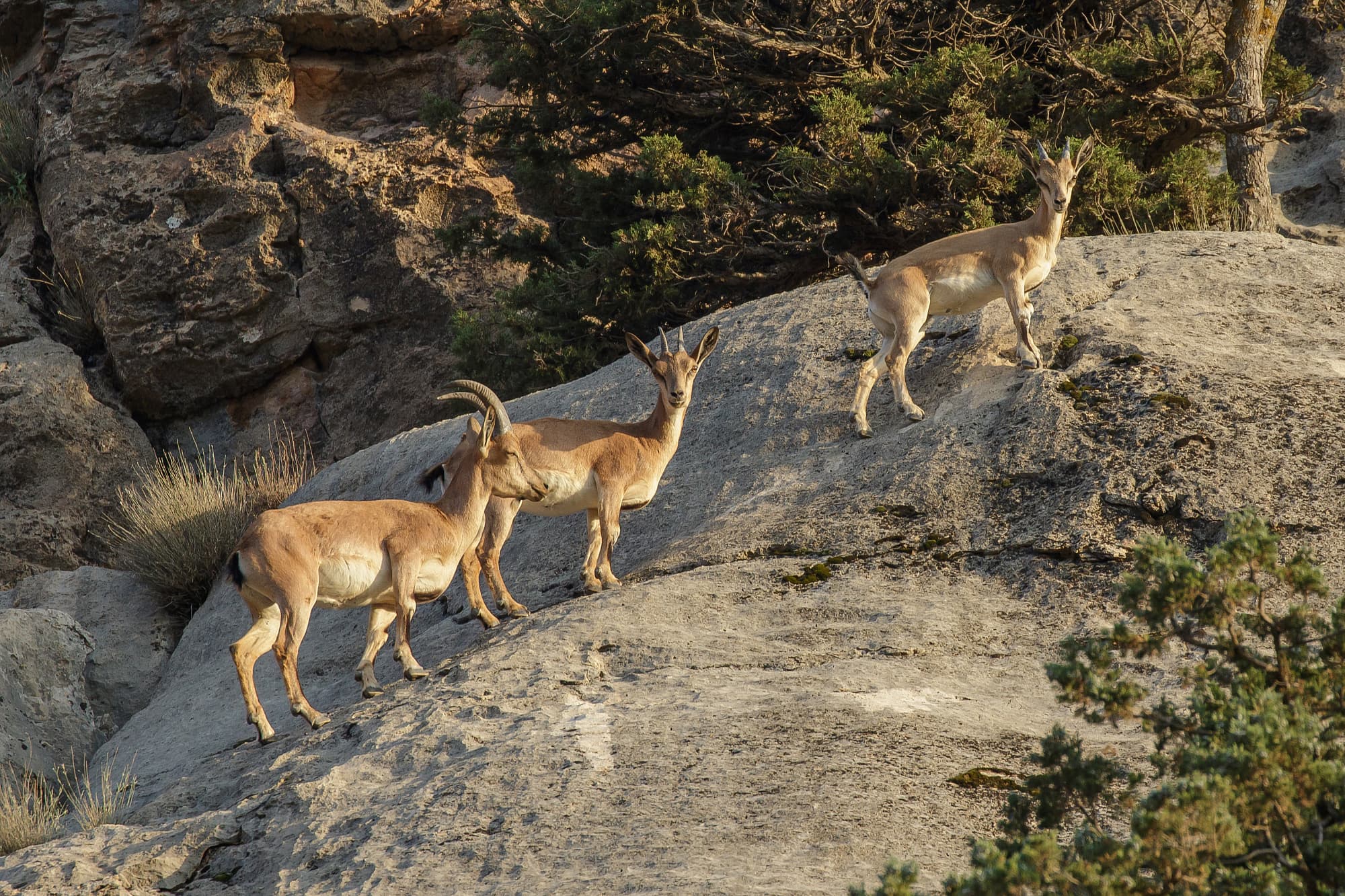 Eine weibliche Wildziege (Capra aegagrus) mit zwei Nachkommen Eine weibliche Wildziege (Capra aegagrus) mit zwei Nachkommen