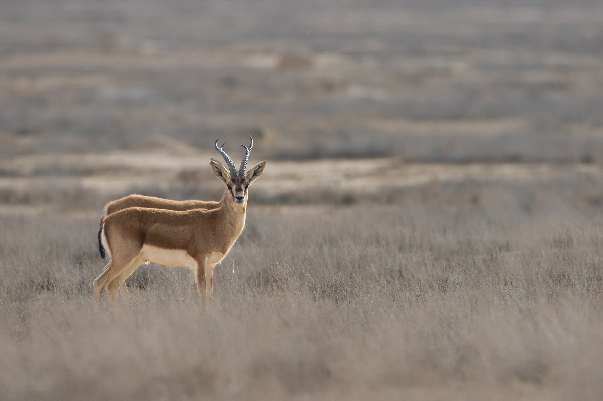 Kropfgazellen (Gazella subgutturosa) im iranischen Golestan-Nationalpark Kropfgazellen (Gazella subgutturosa) im iranischen Golestan-Nationalpark