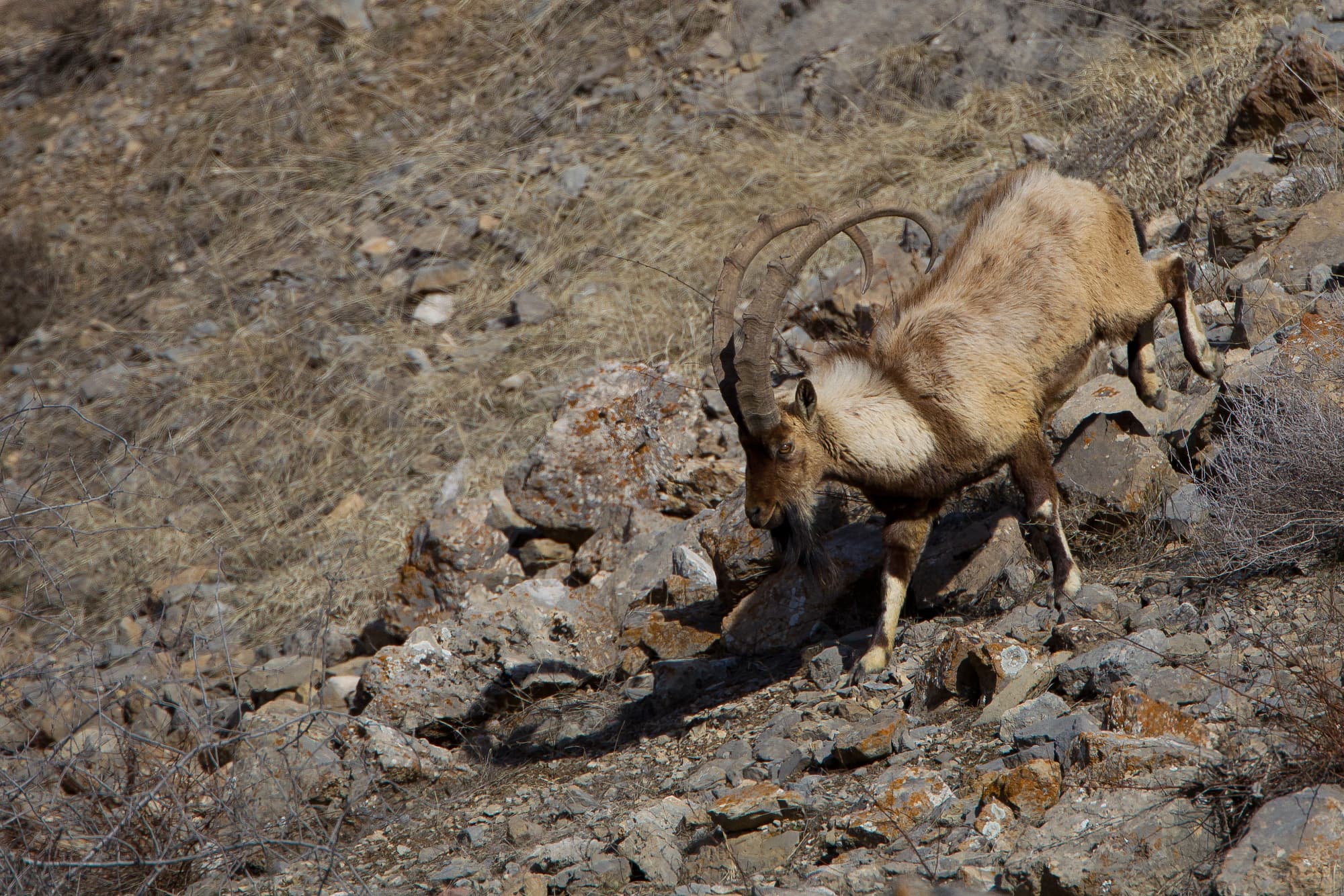 Ein Wildziegenbock (Capra aegagrus) Ein Wildziegenbock (Capra aegagrus)