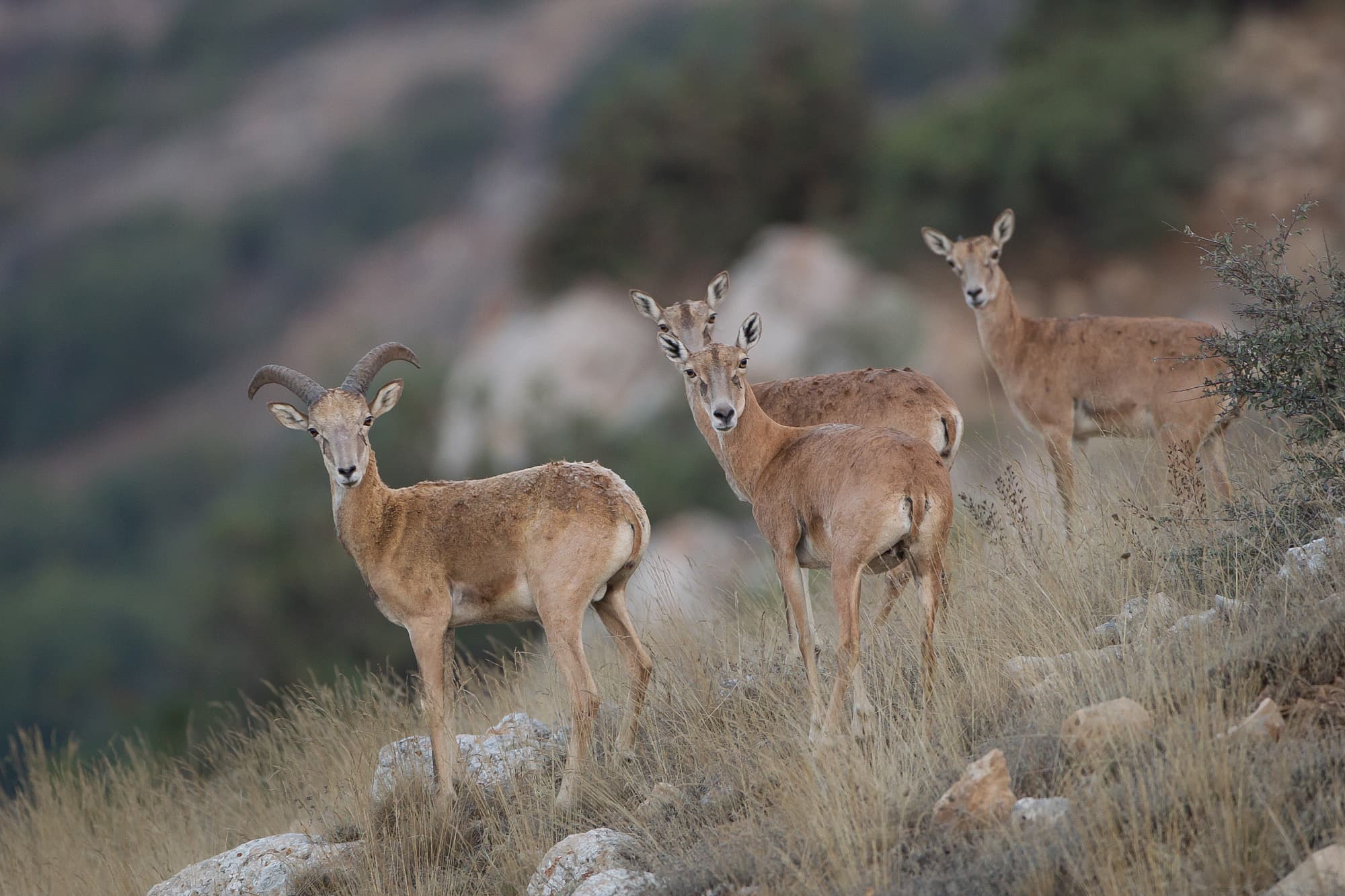 Wilde Schafe (Ovis orientalis) Wilde Schafe (Ovis orientalis)