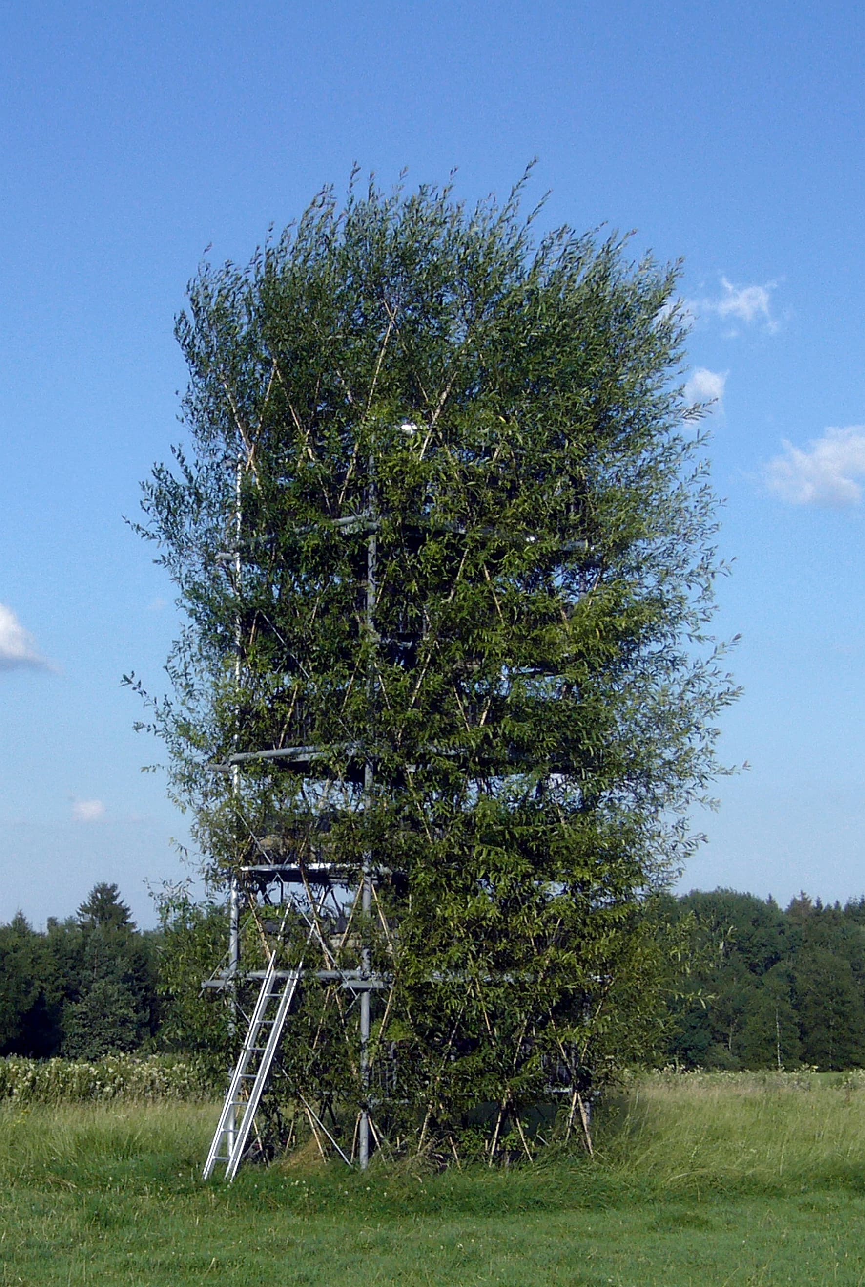 Baubotanischer Turm der Universität Stuttgart Baubotanischer Turm der Universität Stuttgart