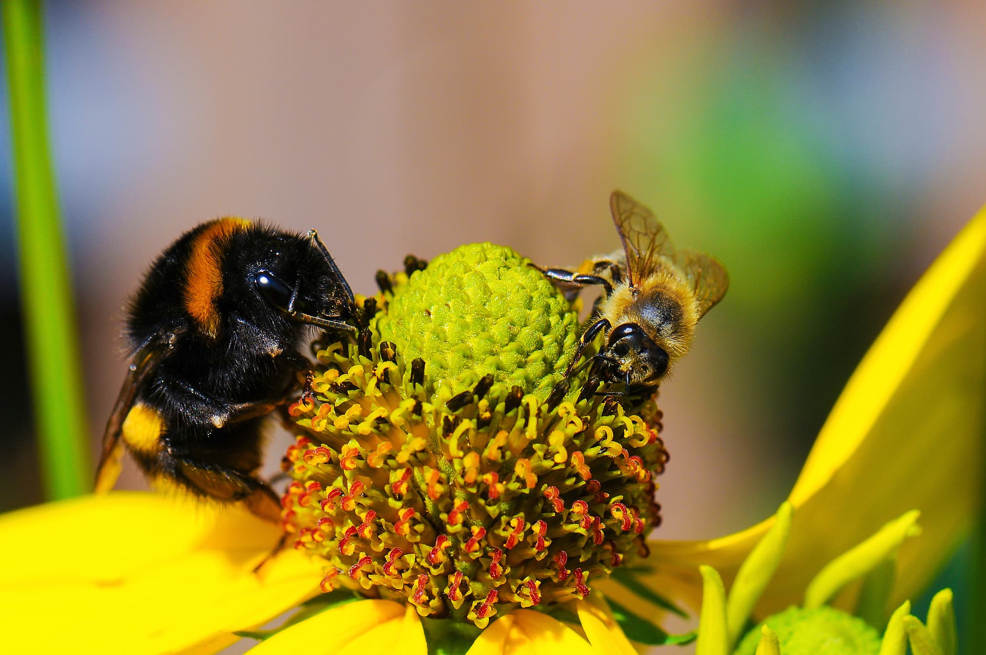 Hummel und Biene an Blüte Hummel und Biene an Blüte