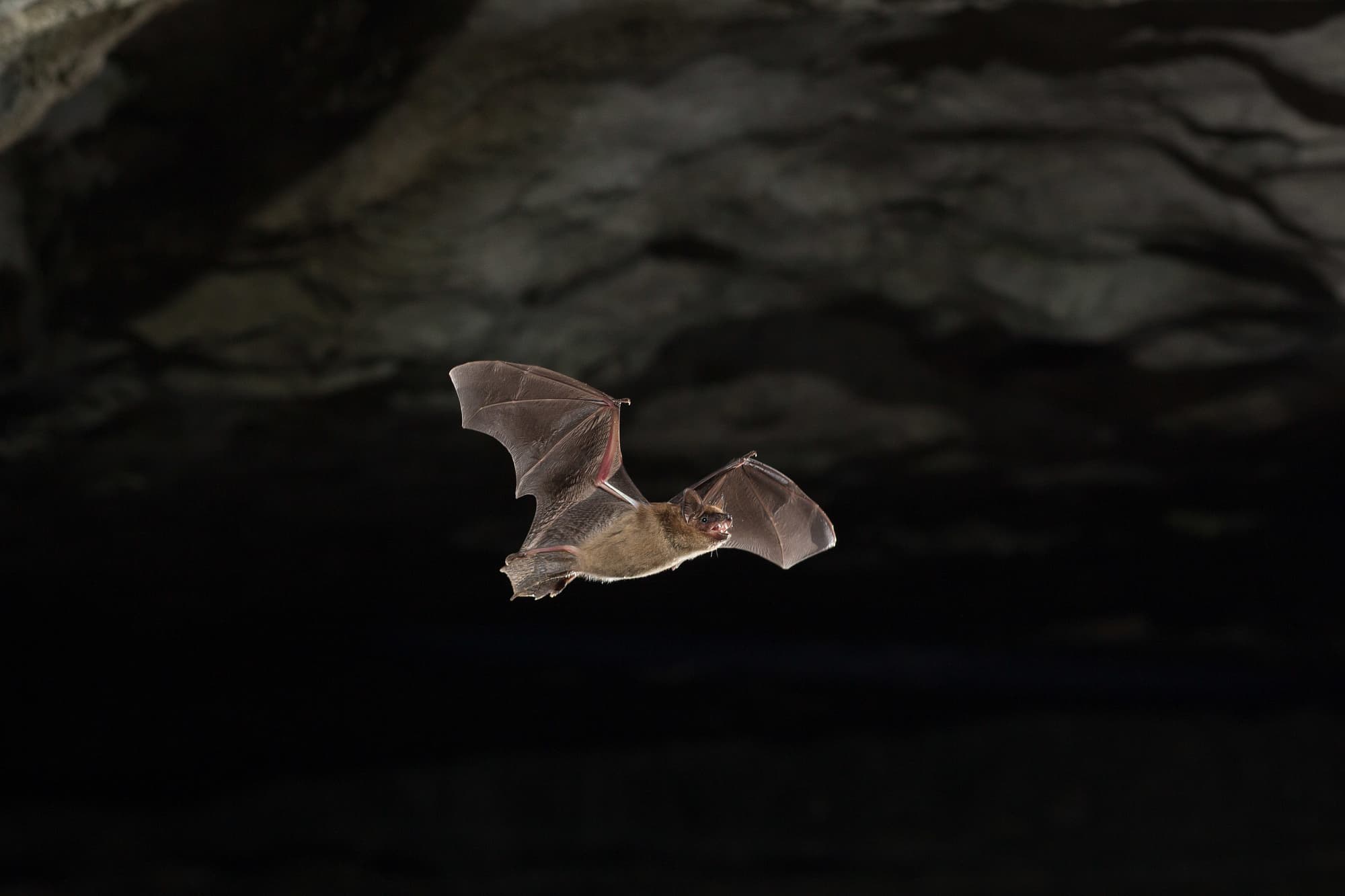 Große Braune Fledermaus Große Braune Fledermaus