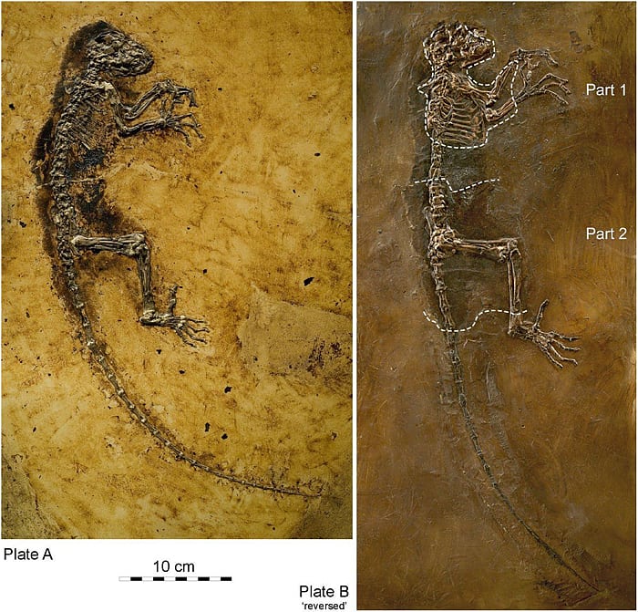 Dieses Fossil ... Dieses Fossil ...