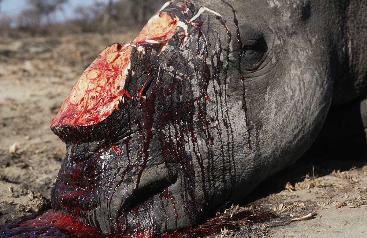 Abgeschlachtetes Nashorn Abgeschlachtetes Nashorn
