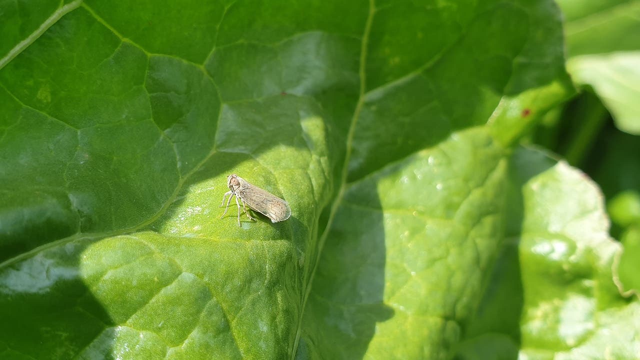 Star-Bugs – die Kleine-Tiere-Kolumne: Die Schilf-Glasflügelzikade bedroht Zuckerrüben und Kartoffeln