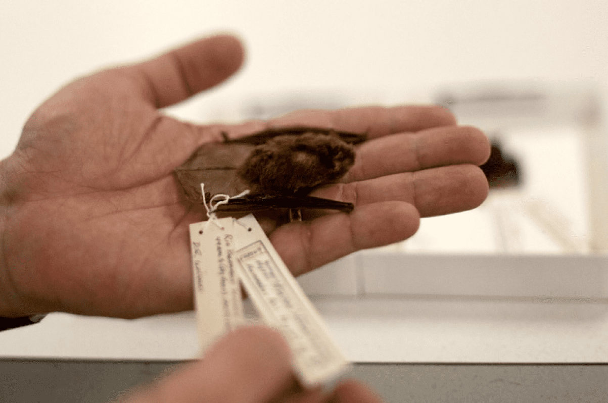Neue Fledermausart aus der Sammlung des Smithsonian Neue Fledermausart aus der Sammlung des Smithsonian
