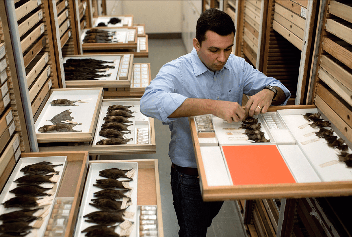 Aussterbende Art: Sammlung im Naturkundemuseum Aussterbende Art: Sammlung im Naturkundemuseum