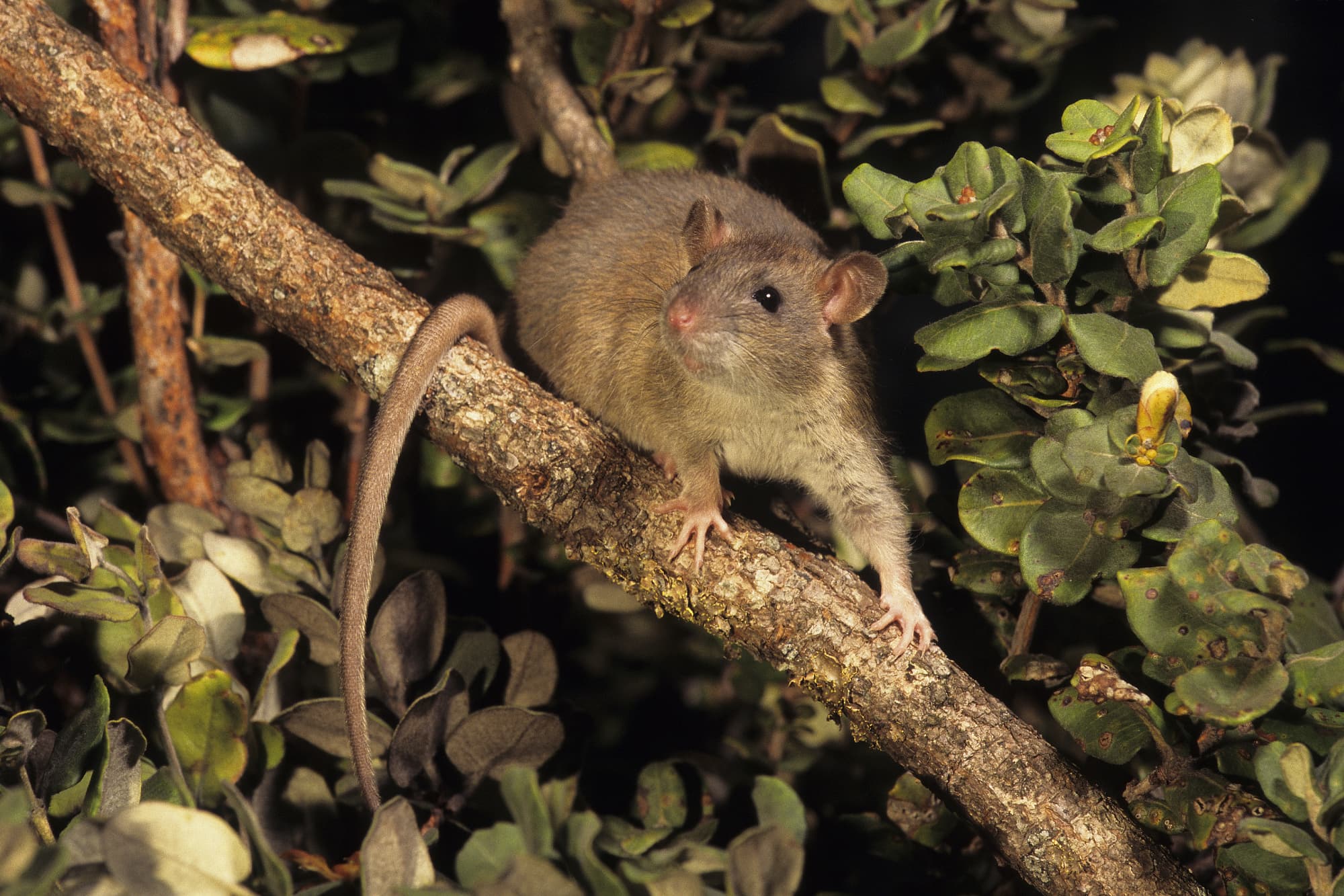 Ratte Ratte