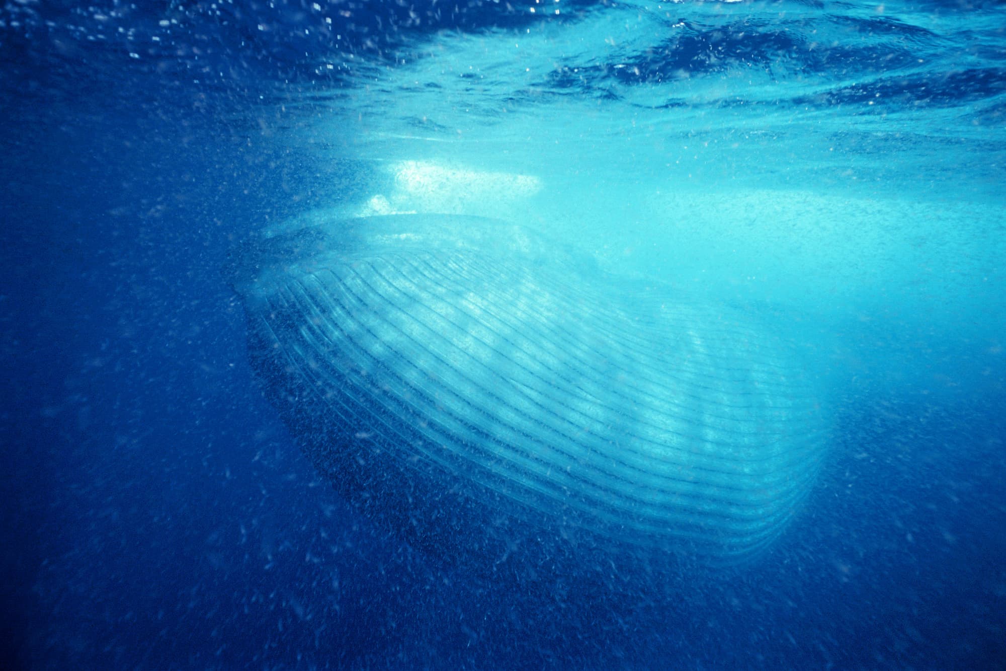 Blauwal – wie der Gigant sich ernähren kann Blauwal – wie der Gigant sich ernähren kann