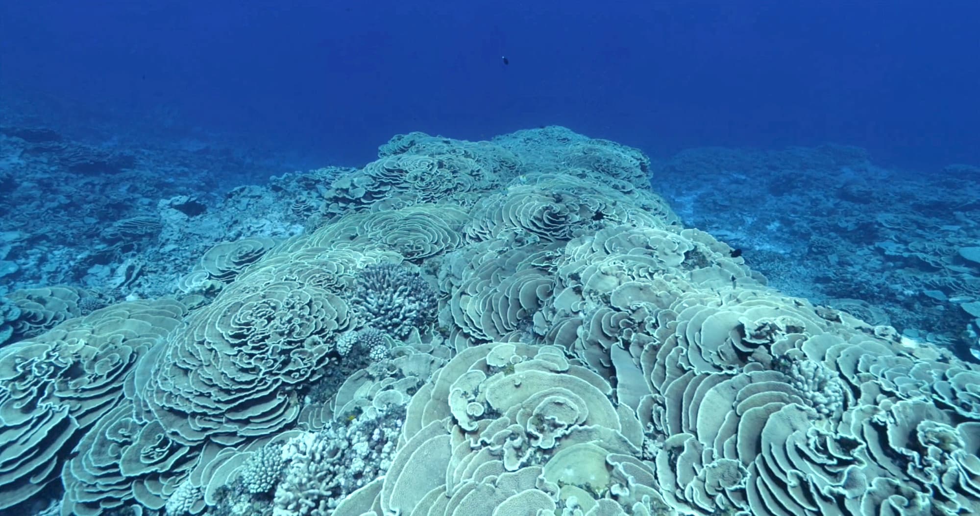 Ausgebleichte Korallen im Tuamotu-Archipel Ausgebleichte Korallen im Tuamotu-Archipel