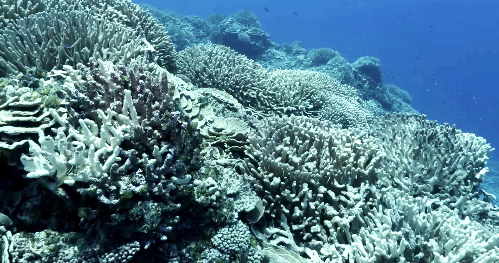 Ausgebleichte Korallen Ausgebleichte Korallen