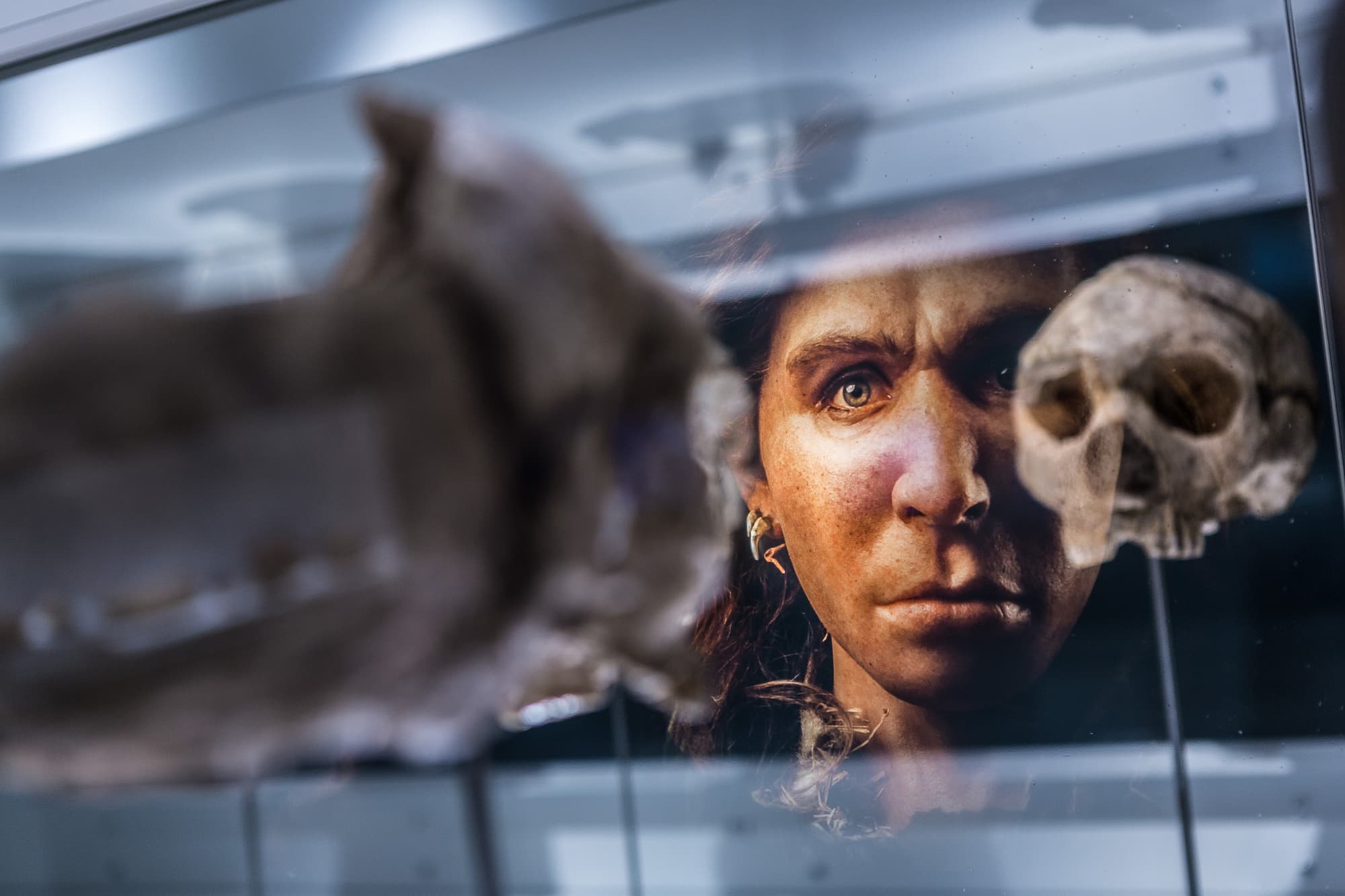 Homo heidelbergensis, Museum Paläon Homo heidelbergensis, Museum Paläon