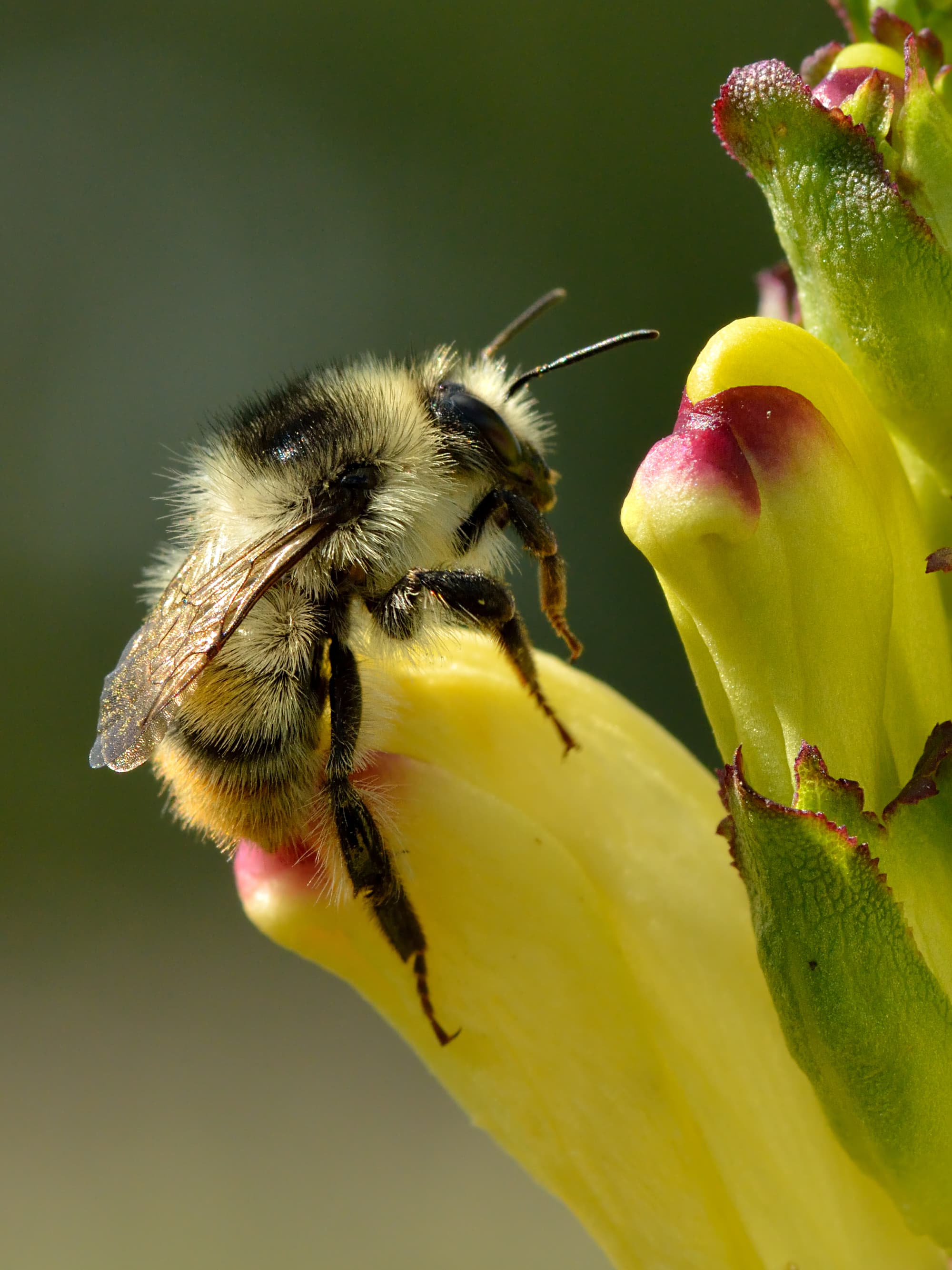 Waldhummel auf Blüte Waldhummel auf Blüte