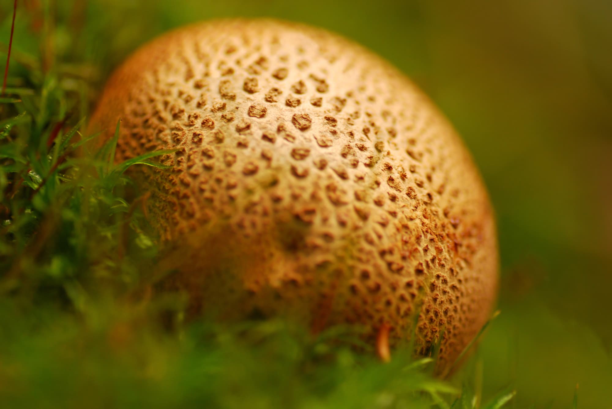 7 Boviste – Verpuffung im Wald 7 Boviste – Verpuffung im Wald