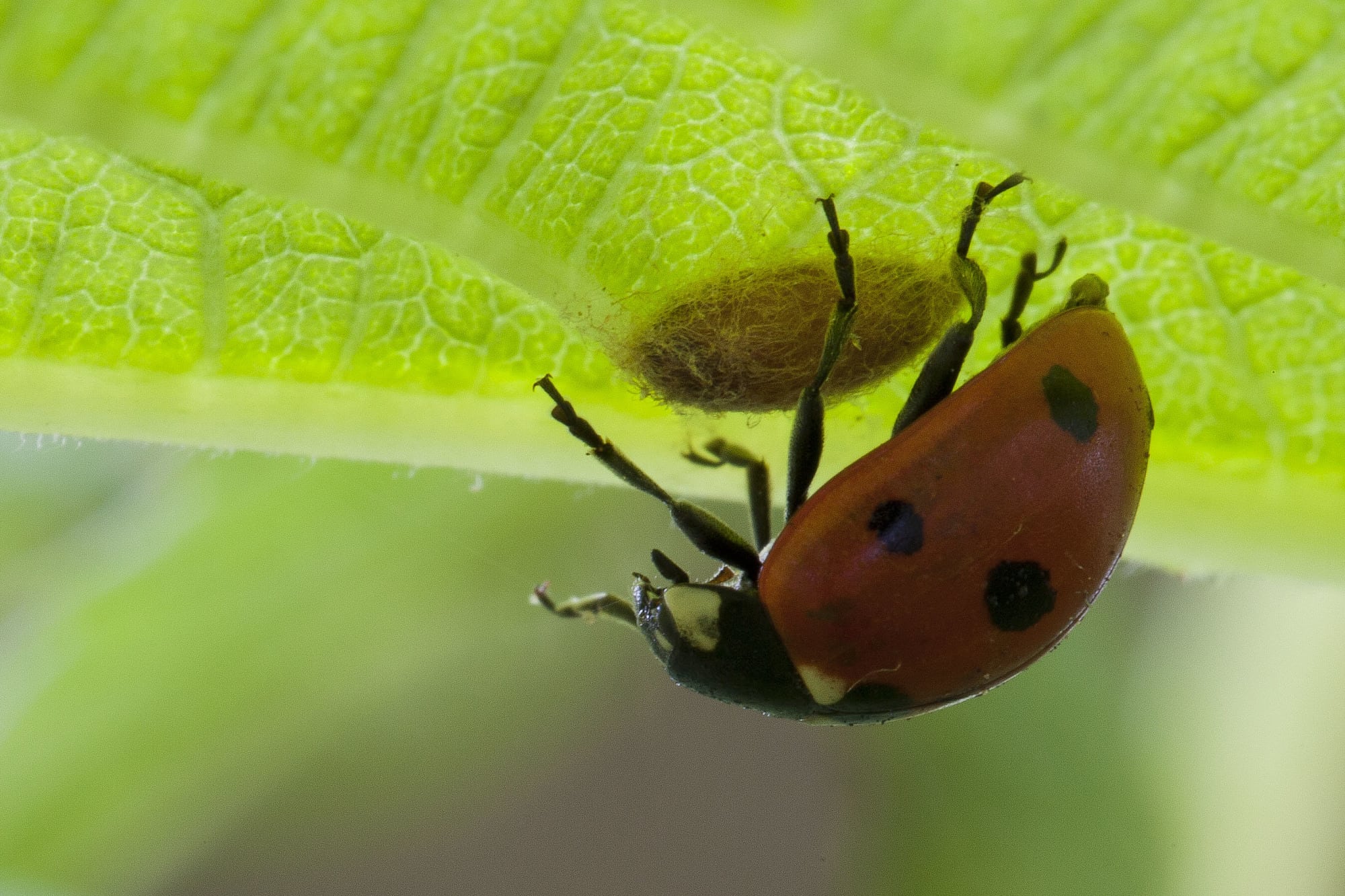 Parasitismus 10 Parasiten Die Tiere Zu Zombies Machen Spektrum Der Wissenschaft