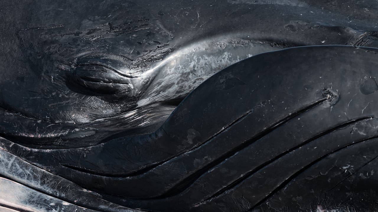 Gestrandeter Meeresriese: Buckelwal größer als zunächst angenommen