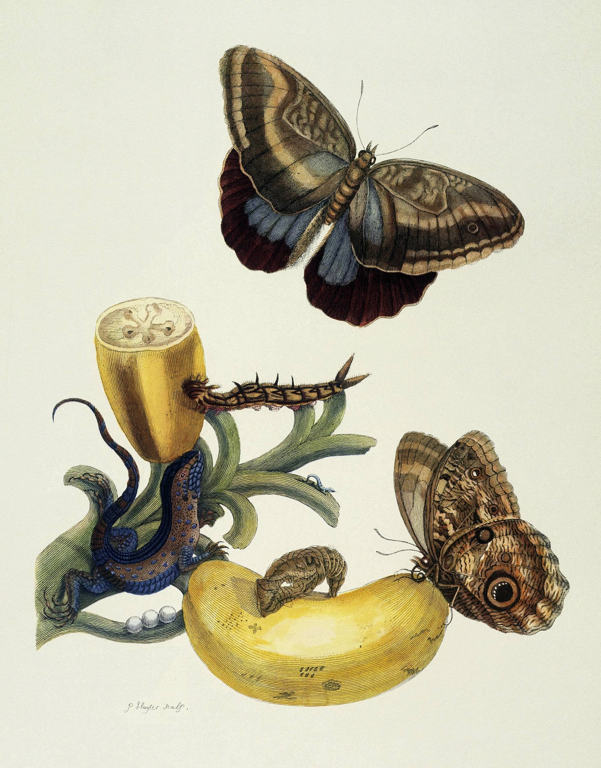 Caligo und Banane von 1700 Caligo und Banane von 1700