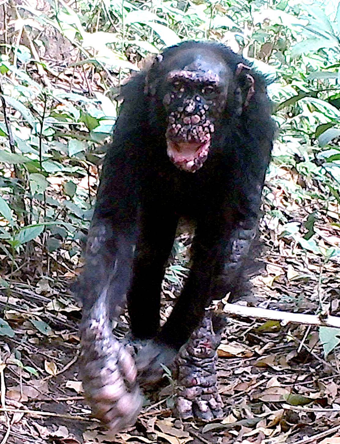 Infizierter Affe im Nationalpark im westafrikanischen Guinea-Bissau Infizierter Affe im Nationalpark im westafrikanischen Guinea-Bissau