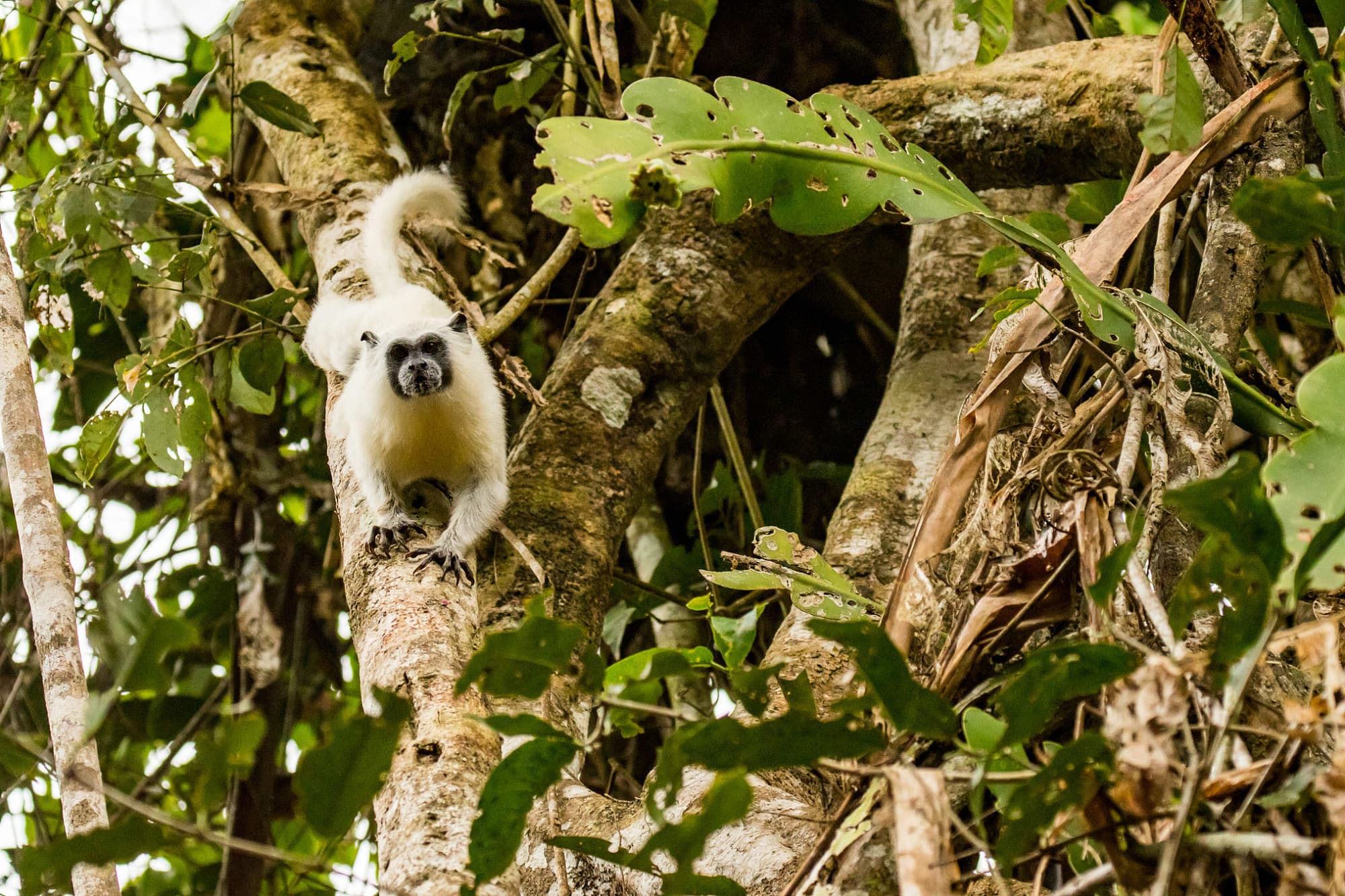 Diese Tamarin-Affenart wird nicht gejagt, weil sie schlecht schmeckt. Deshalb kommt sie noch häufig vor. Diese Tamarin-Affenart wird nicht gejagt, weil sie schlecht schmeckt. Deshalb kommt sie noch häufig vor.