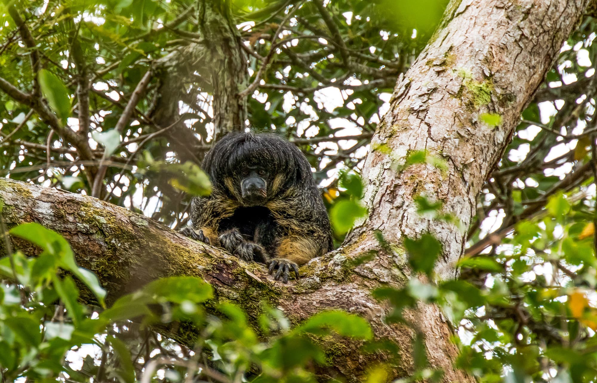 Vanzolinis Kahlgesichtiger Saki hat überlebt und existiert noch im Westen Amazoniens Vanzolinis Kahlgesichtiger Saki hat überlebt und existiert noch im Westen Amazoniens