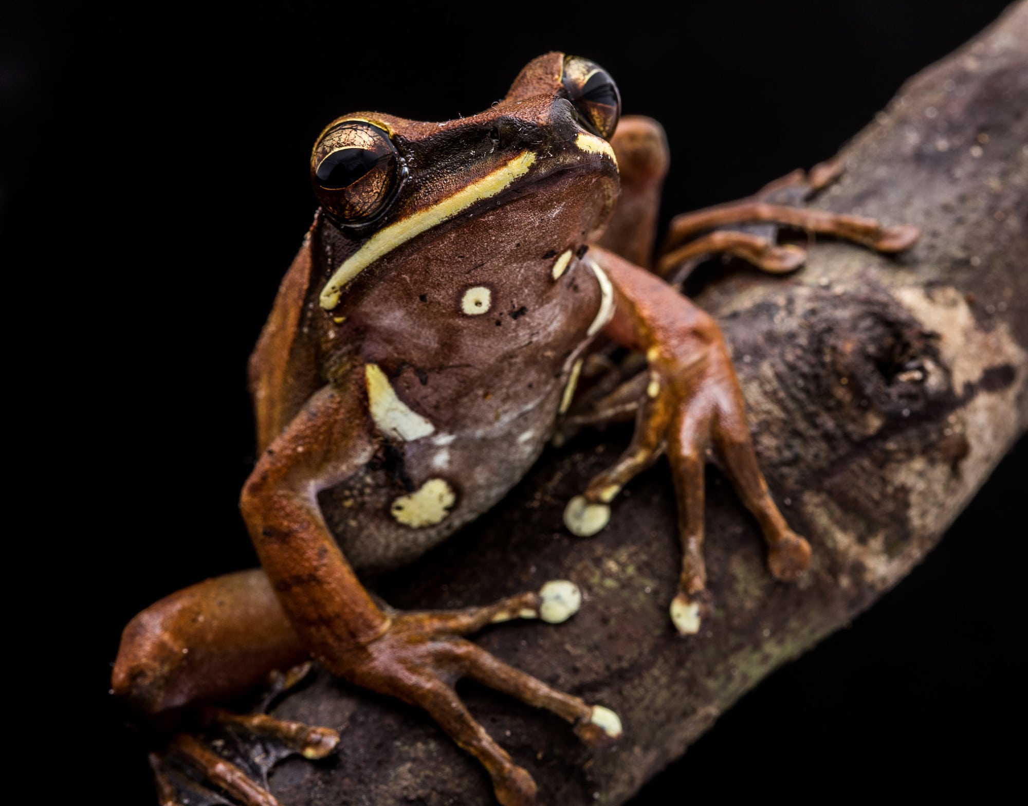 Baumfrosch im Varzea Baumfrosch im Varzea