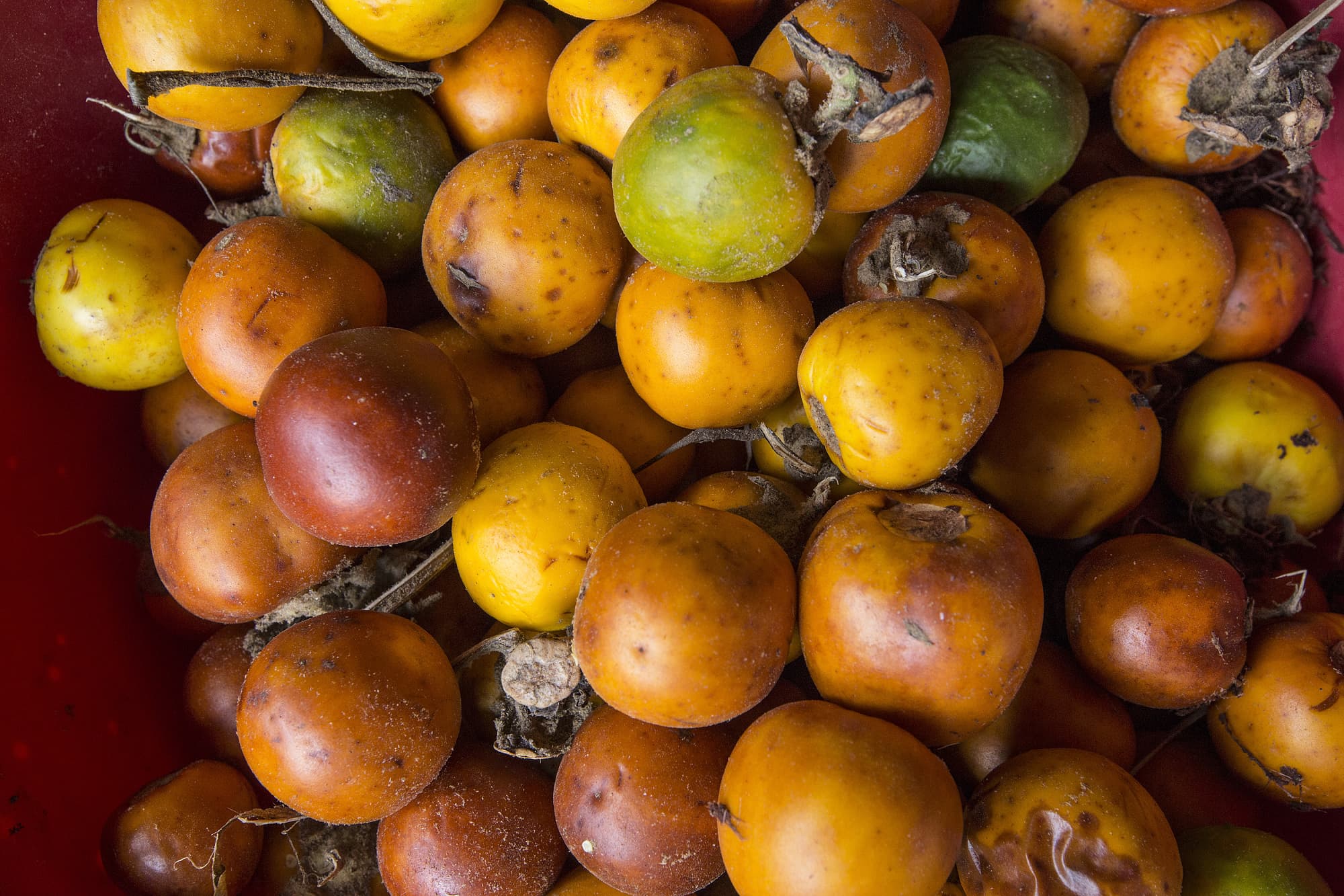 Amazonas-Tomate Amazonas-Tomate
