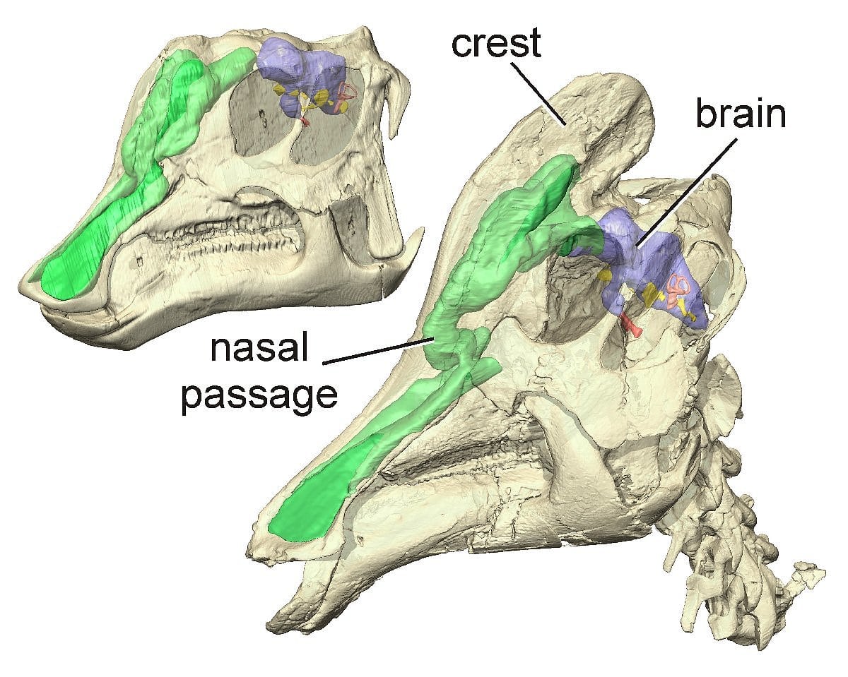 Palaontologie Kamm Des Lambeosaurus Diente Der Kommunikation Spektrum Der Wissenschaft