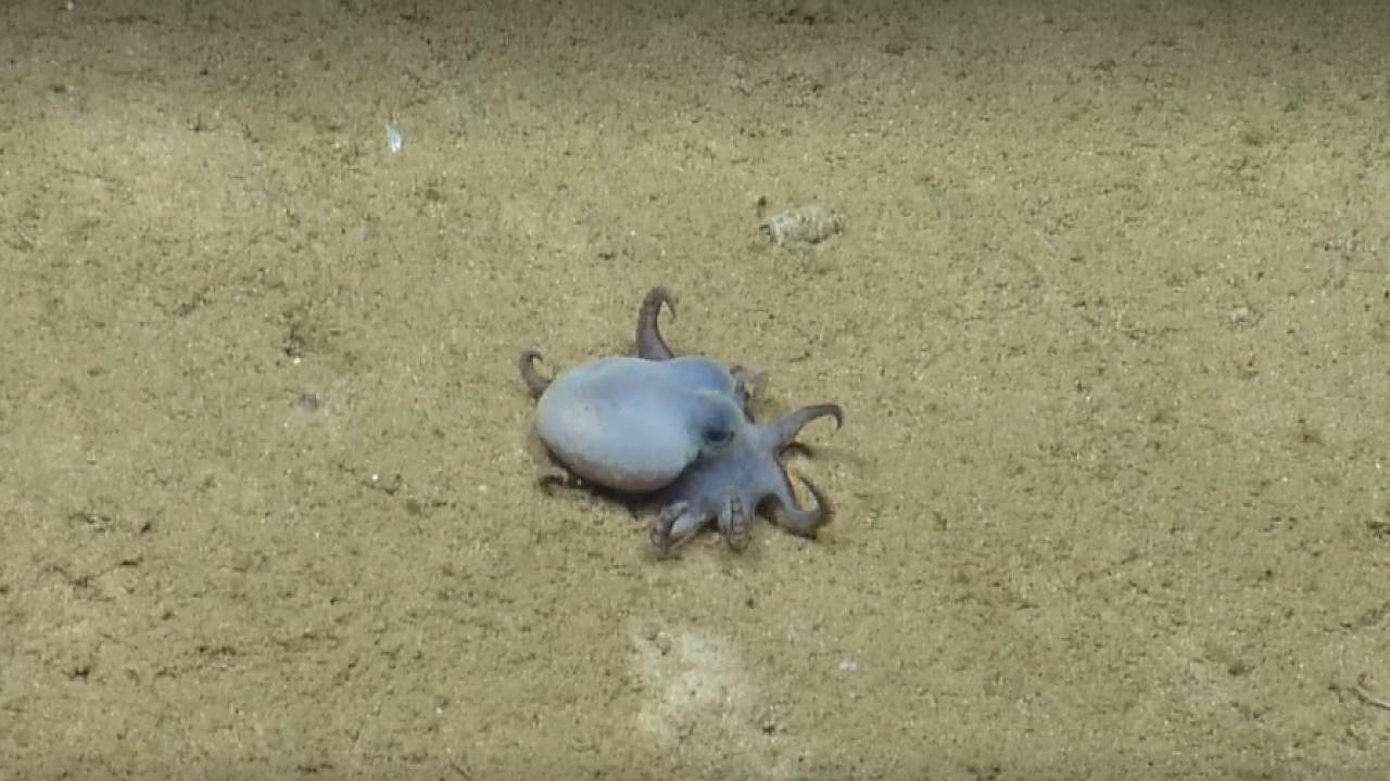 Unbekannte Tiefsee-Spezies: Blauer Mini-Oktopus vor den Galapagosinseln entdeckt