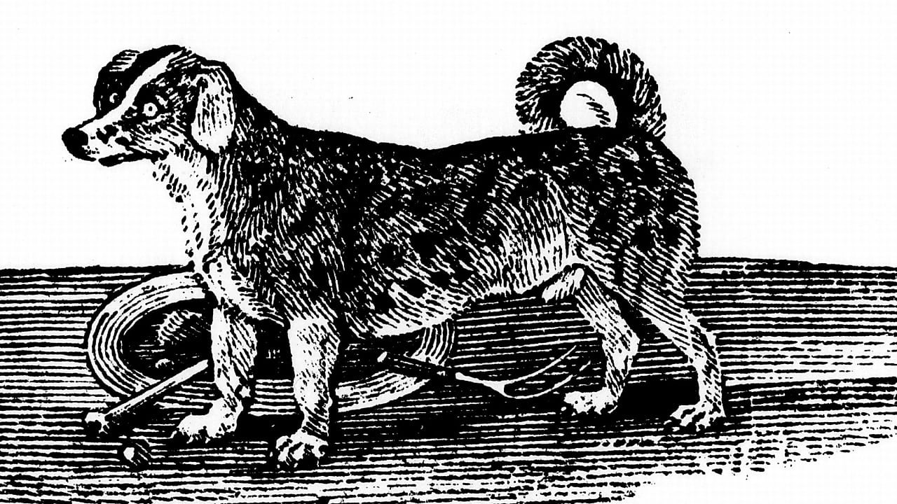 Kleine Geschichte Eines Hundes Im Hamsterrad Der Vernepator Cur Spektrum Der Wissenschaft