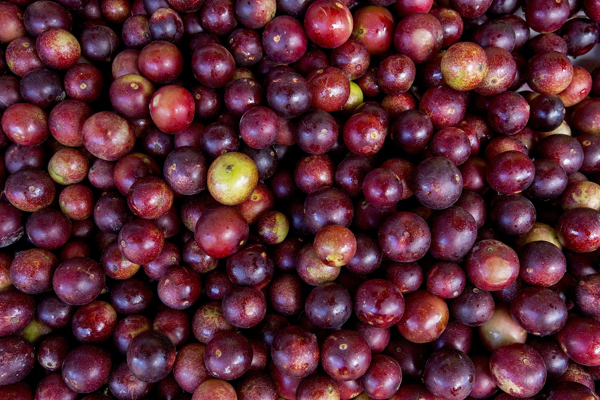 Camu Camu Camu Camu