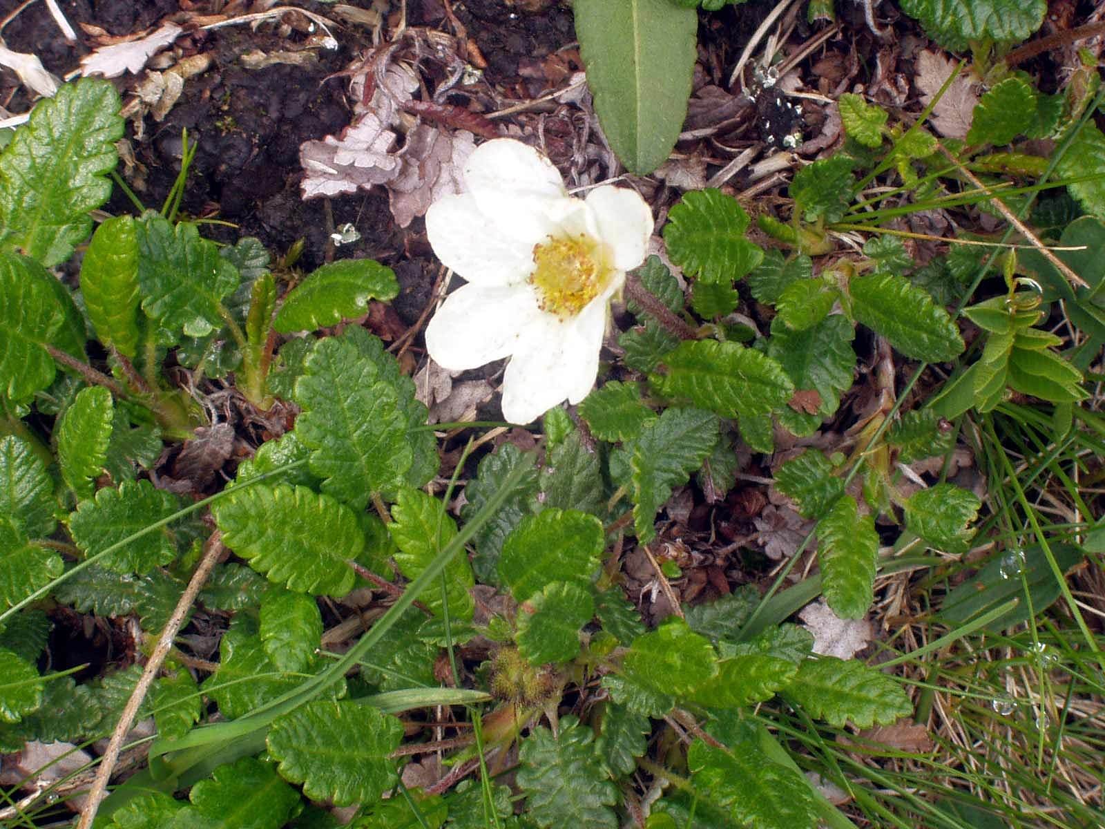 Arktischer Silberwurz Arktischer Silberwurz