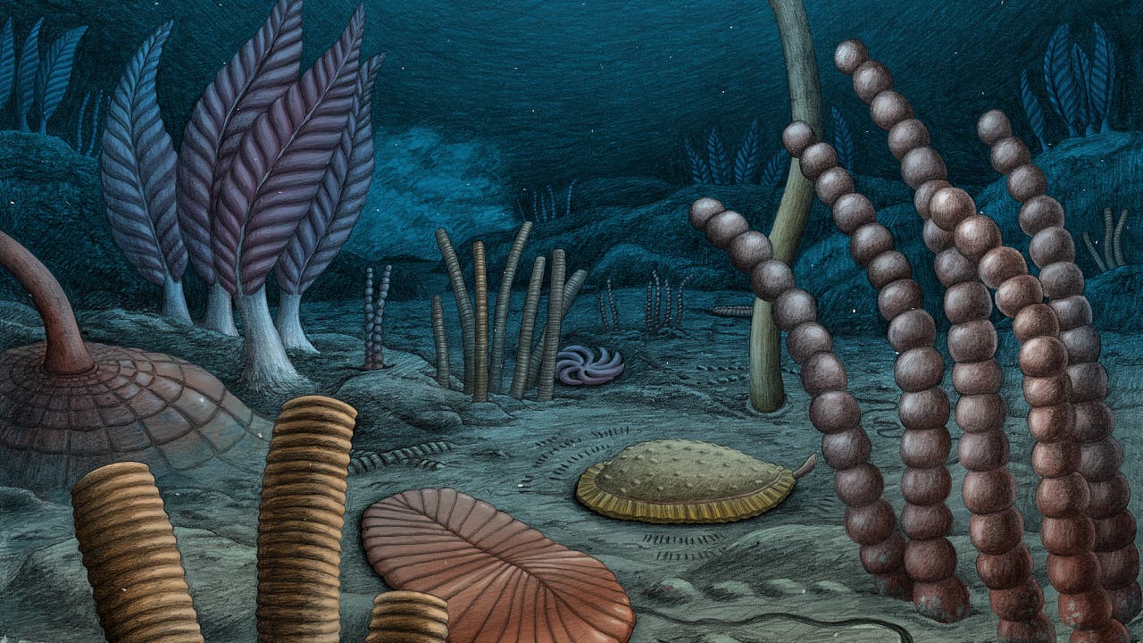 Evolution: Ediacara-Fossilien werfen neues Licht auf Entstehung der Tiere