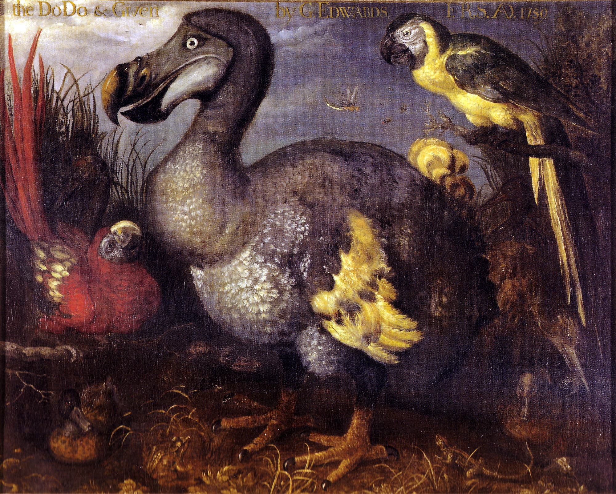 Dodo Dodo