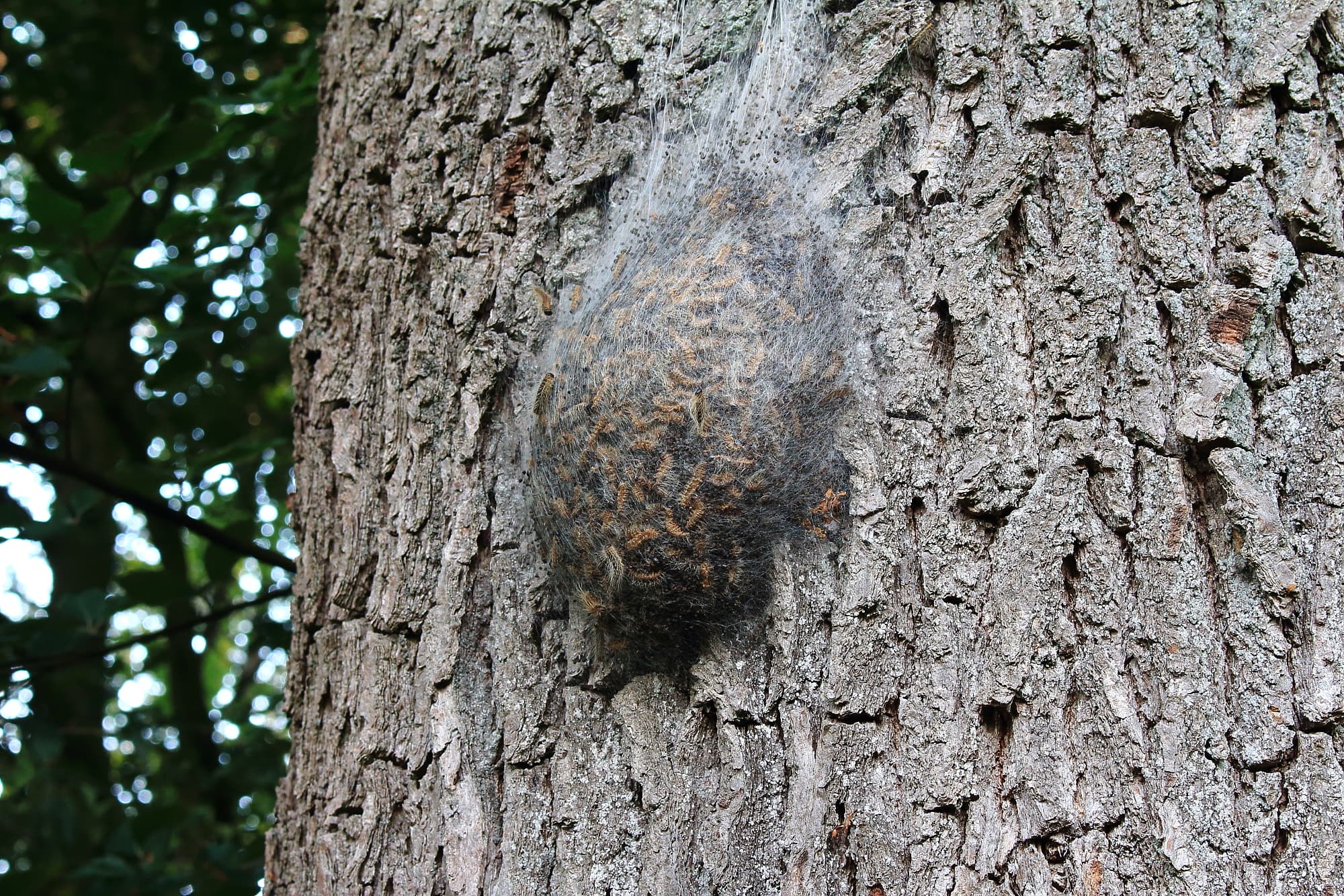 Gespinst der Schmetterlinge Gespinst der Schmetterlinge