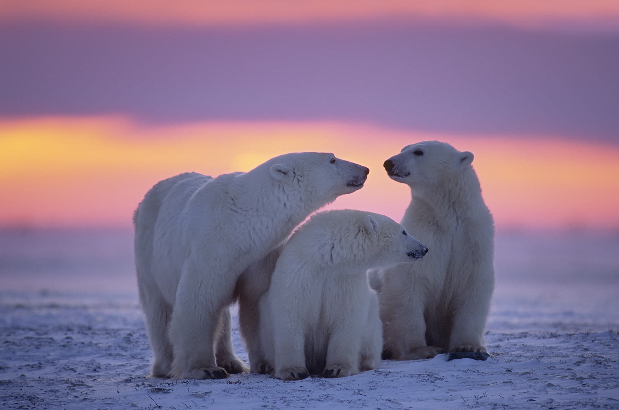 Eisbären besitzen eine schwarze Haut Eisbären besitzen eine schwarze Haut