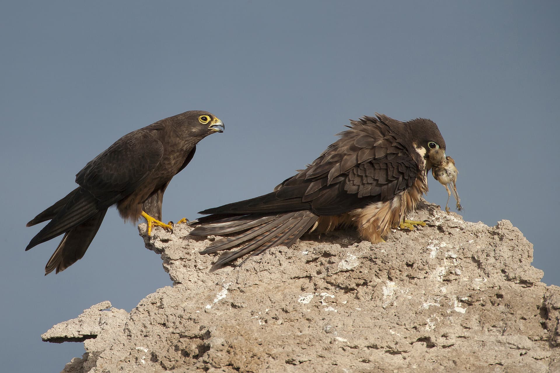 Eleonorenfalke – der Jäger der Zugvögel Eleonorenfalke – der Jäger der Zugvögel