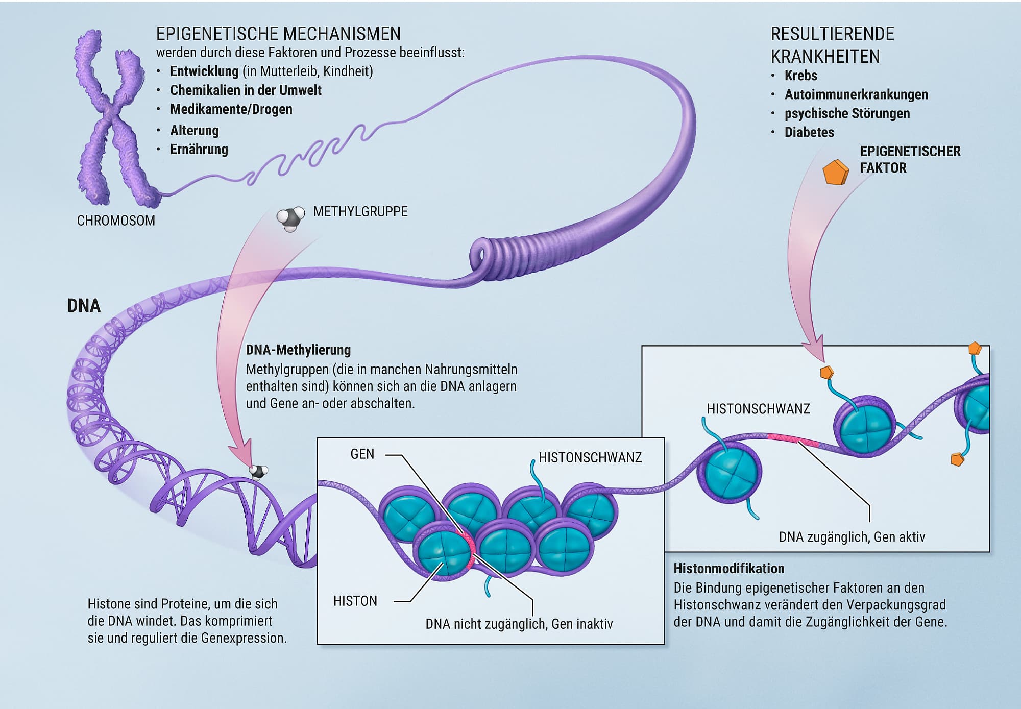 Epigenetische Veränderungen beeinflussen unsere Gesundheit Epigenetische Veränderungen beeinflussen unsere Gesundheit