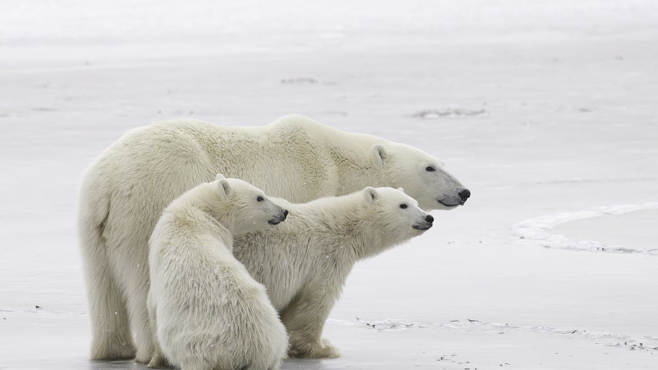 Klimawandel: Immer weniger Eisbären