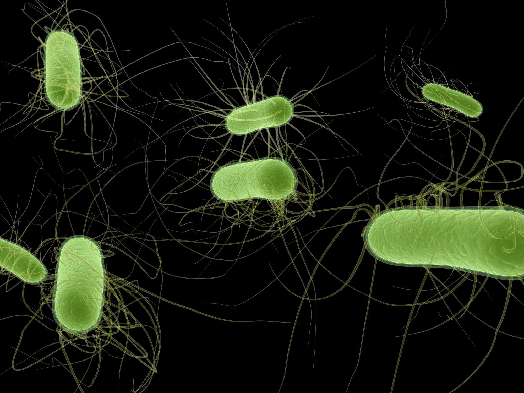 Escherichia coli Escherichia coli