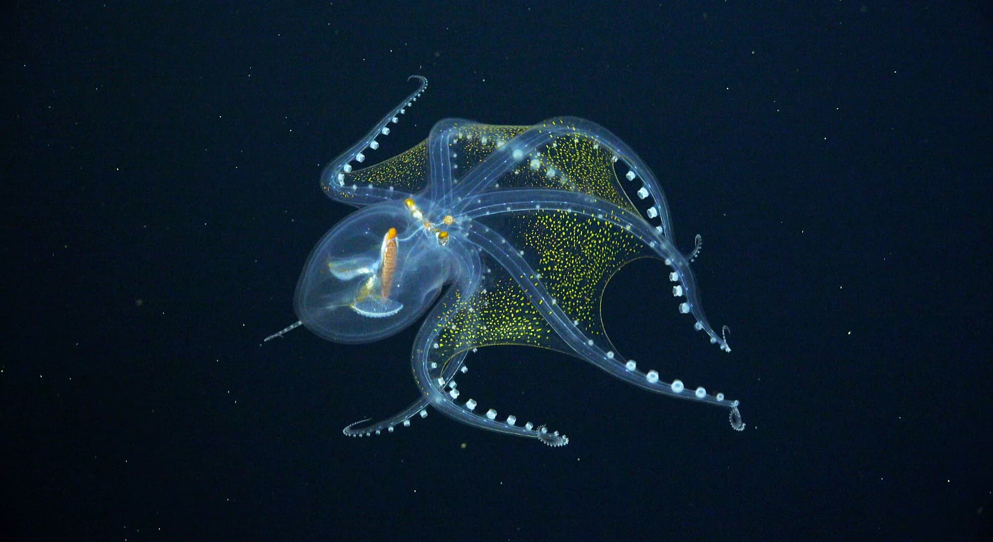 Glas-Oktopus Glas-Oktopus